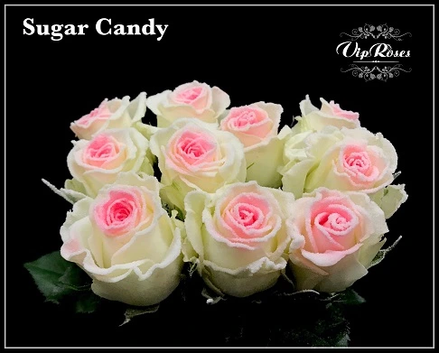 Ruža Sugar Candy • 70 cm