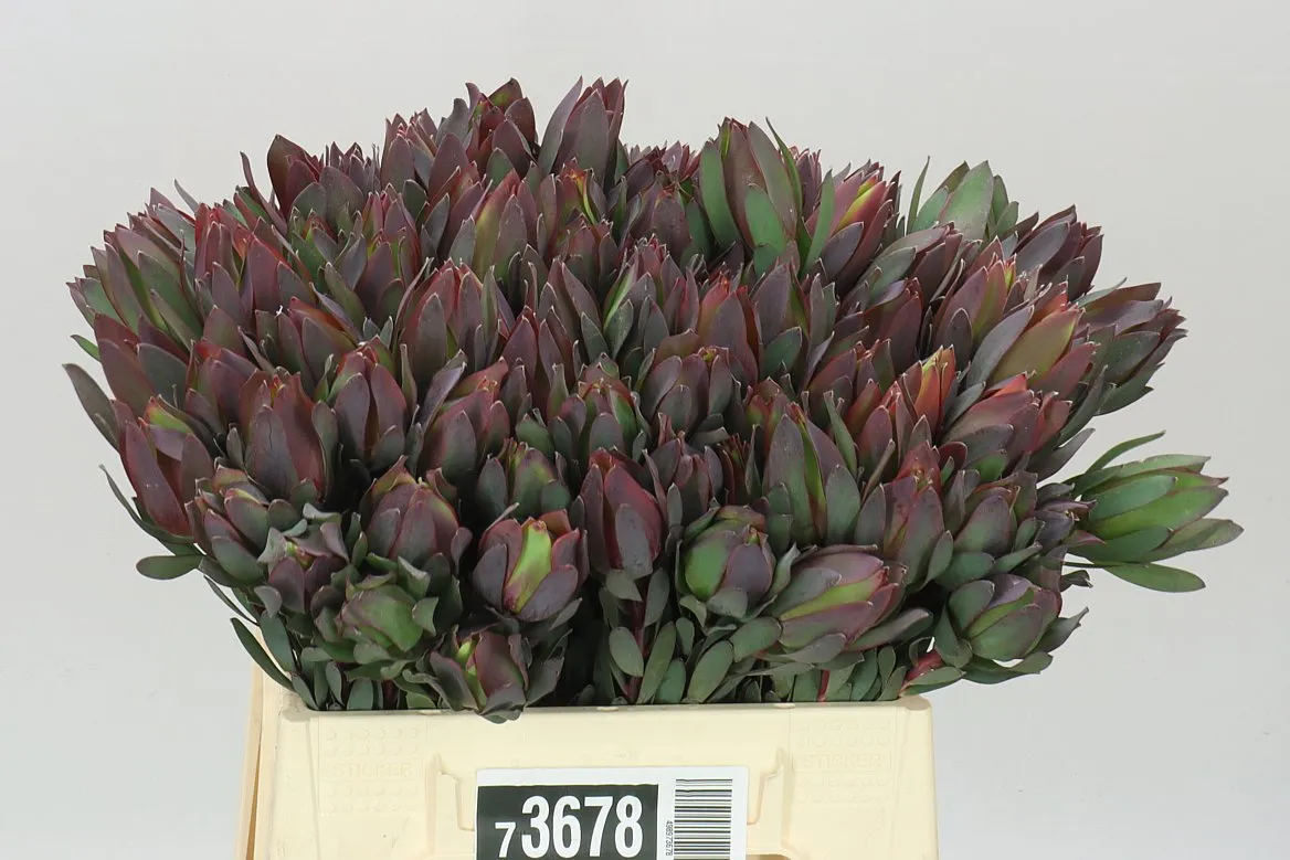 Leucadendron Sixteen Candles • 40 cm