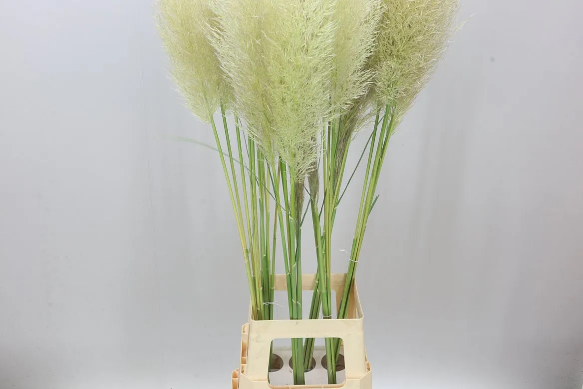 Cortaderia • 110 cm