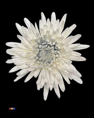 Chryzantéma veľkokvetá Anastasia Sparkling Silver • 70 cm