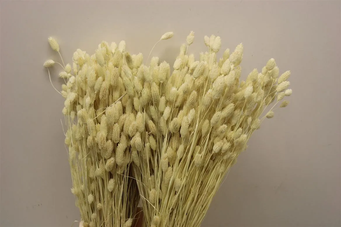 Dried Ozenthanus Bleached • 70 cm