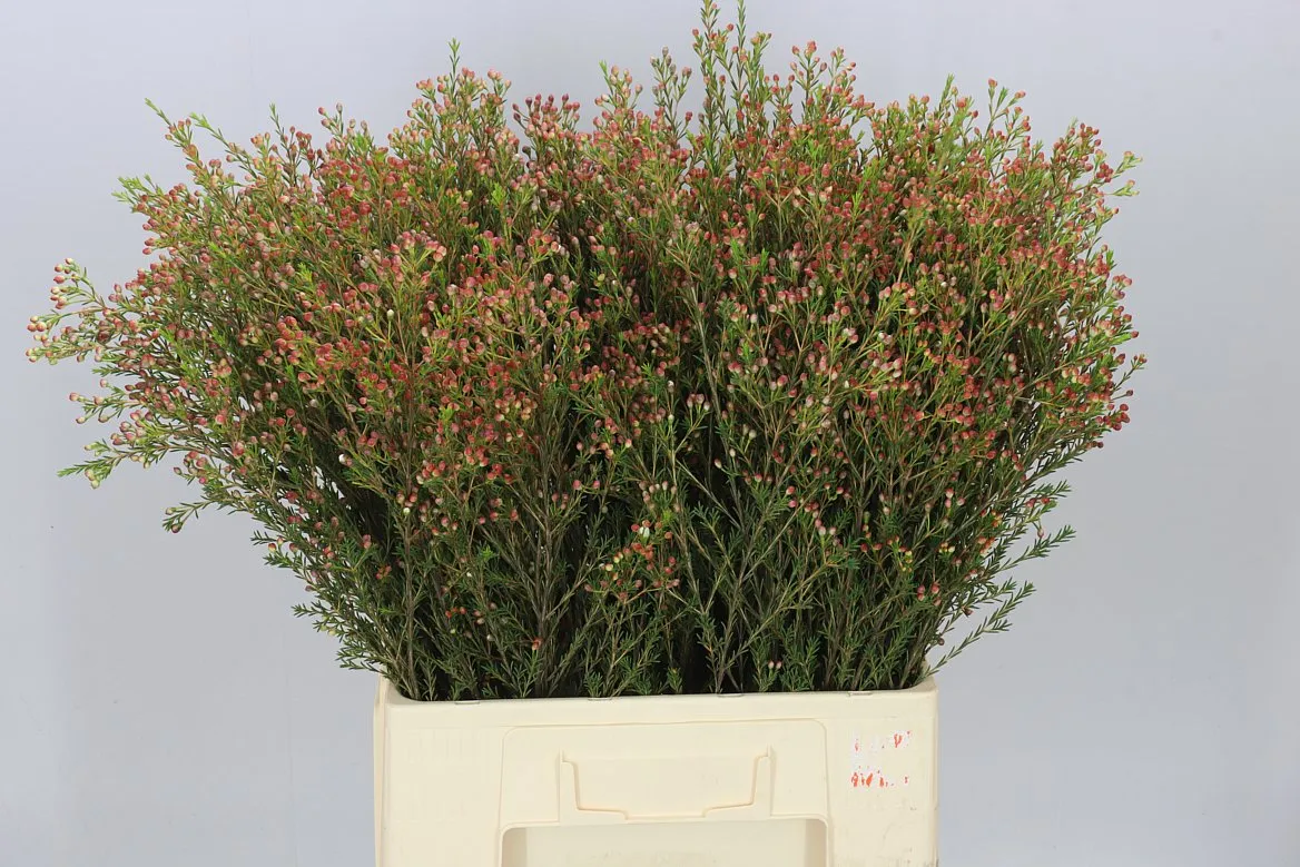 Voskovka Blondie (buds) • 70 cm
