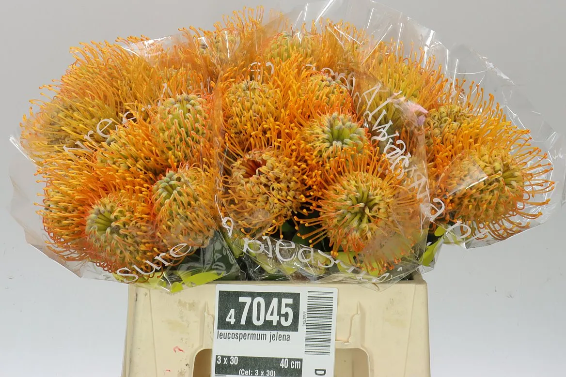 Leucospermum Jelena • 40 cm