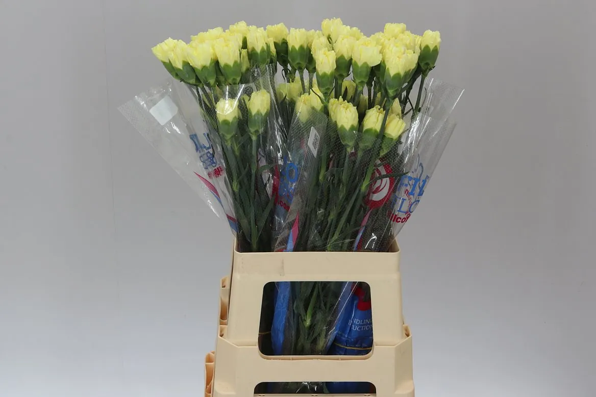 Di St Yellow • 70 cm