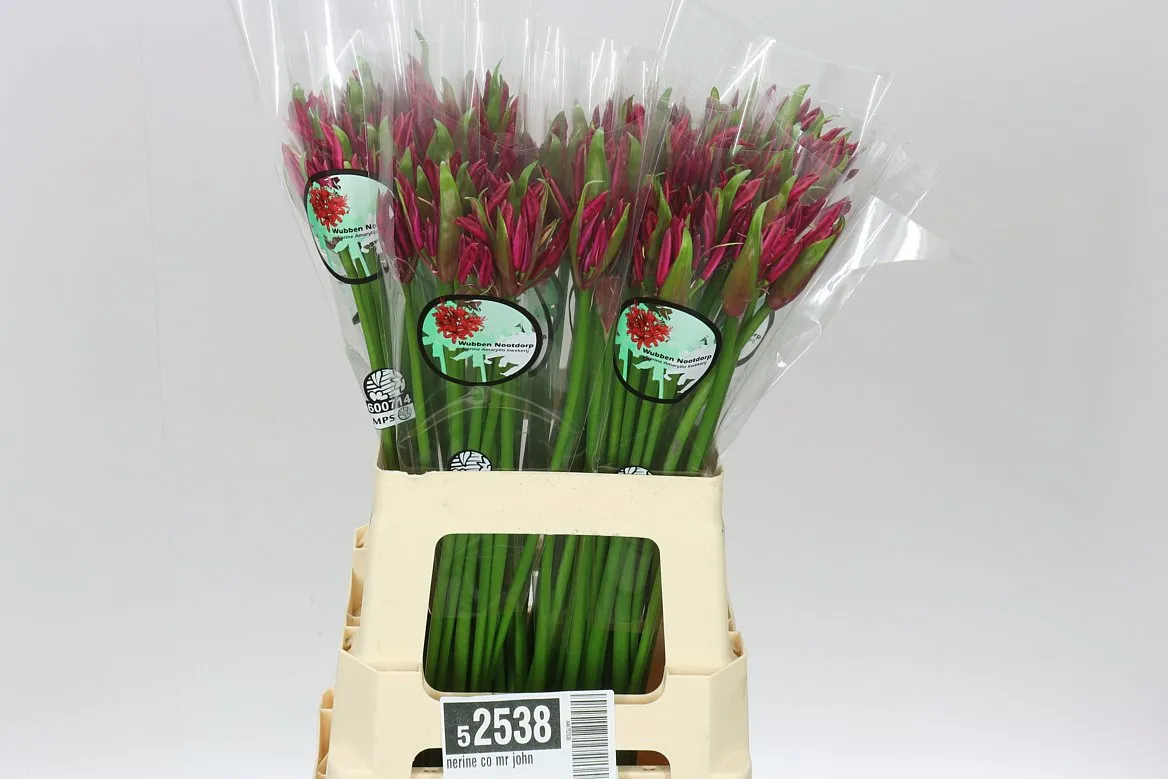 Nerine Co Mr John • 60 cm