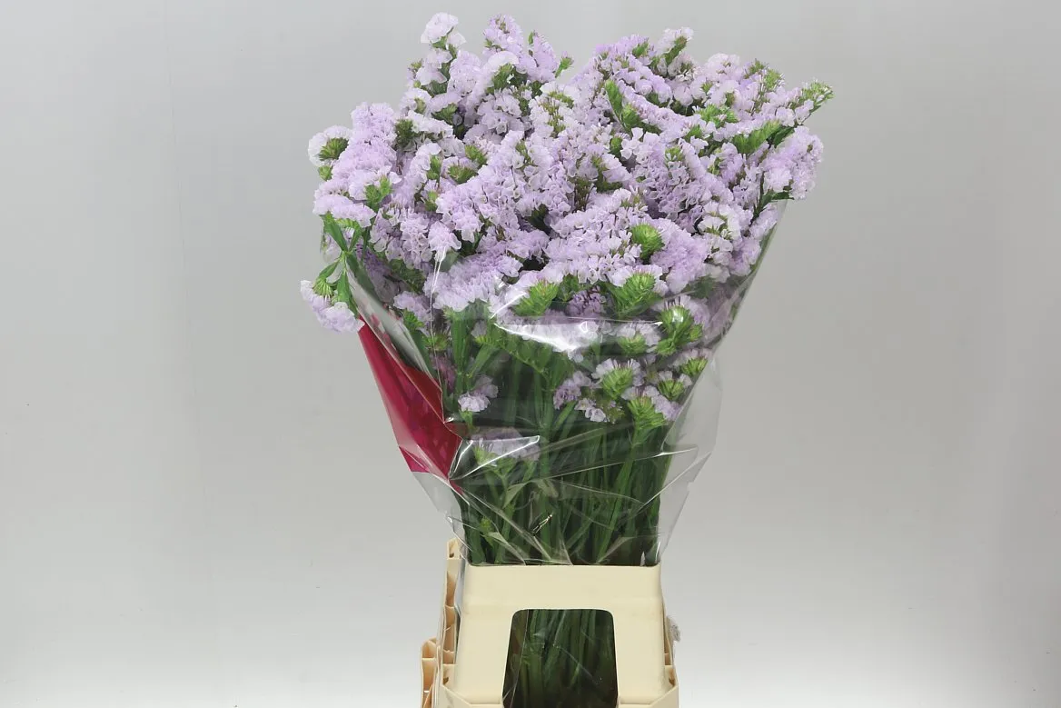 Limónium S Tessa Lavender • 80 cm