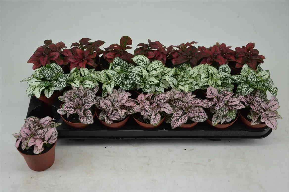Hypoestes Mix 3 Kleuren • črepník 8,5 cm