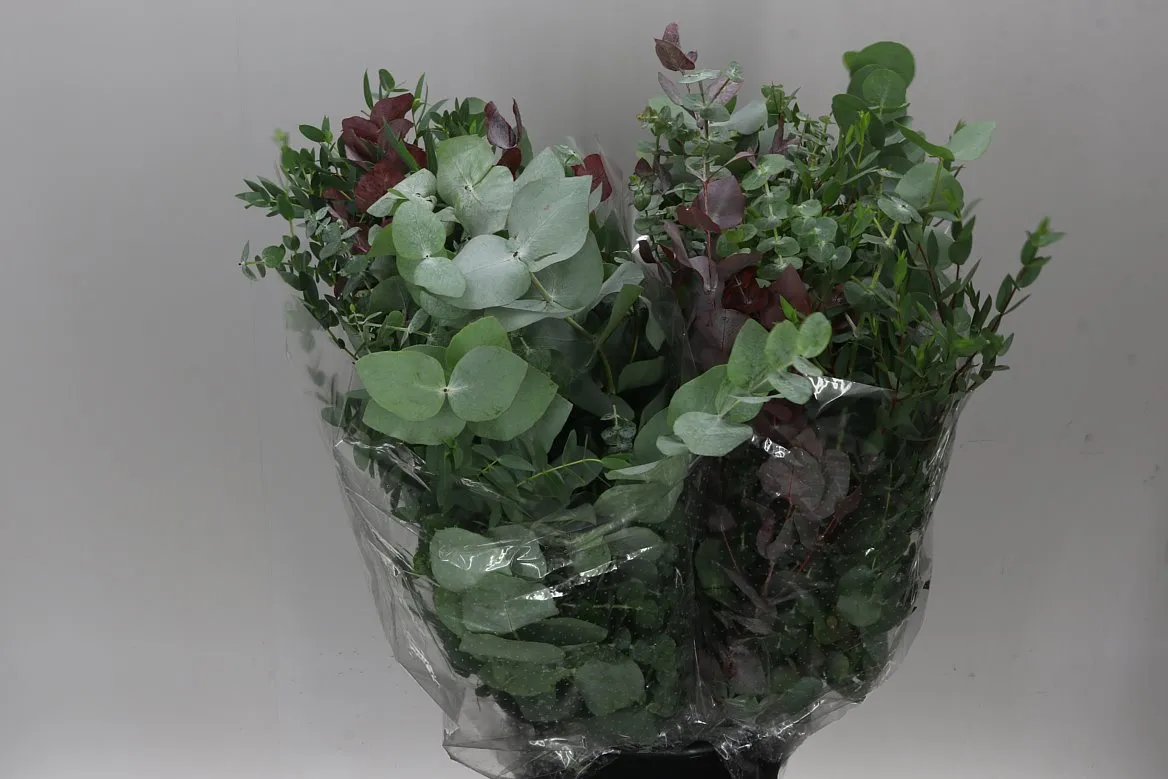 Eukalyptus mix • 70 cm