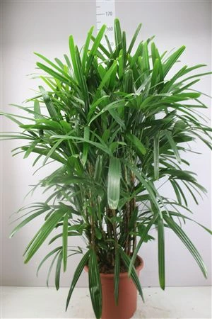 Raphis Excelsa • črepník 32 cm