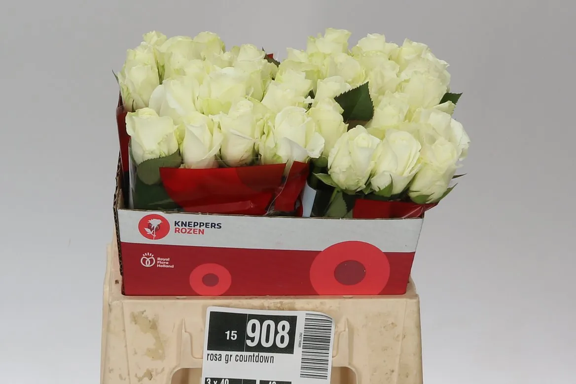 Ruža Countdown Ex • 40 cm