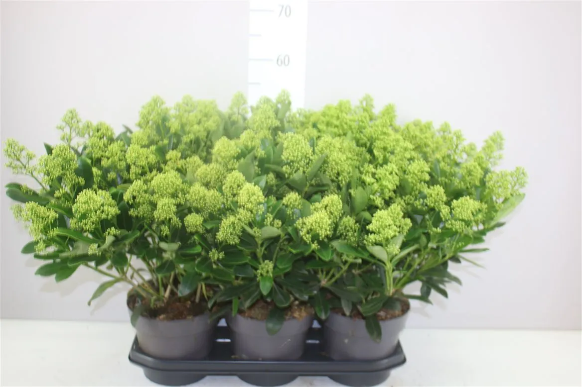 Skimmia Finchy 40+ • črepník 19 cm