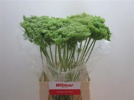Ammi Green Mist • 70 cm