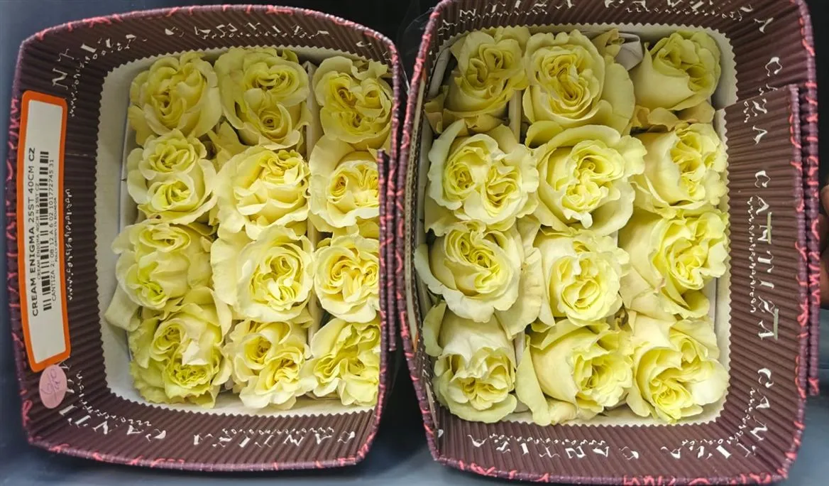 Rosa Gr Ec Cream Enigma • 40 cm