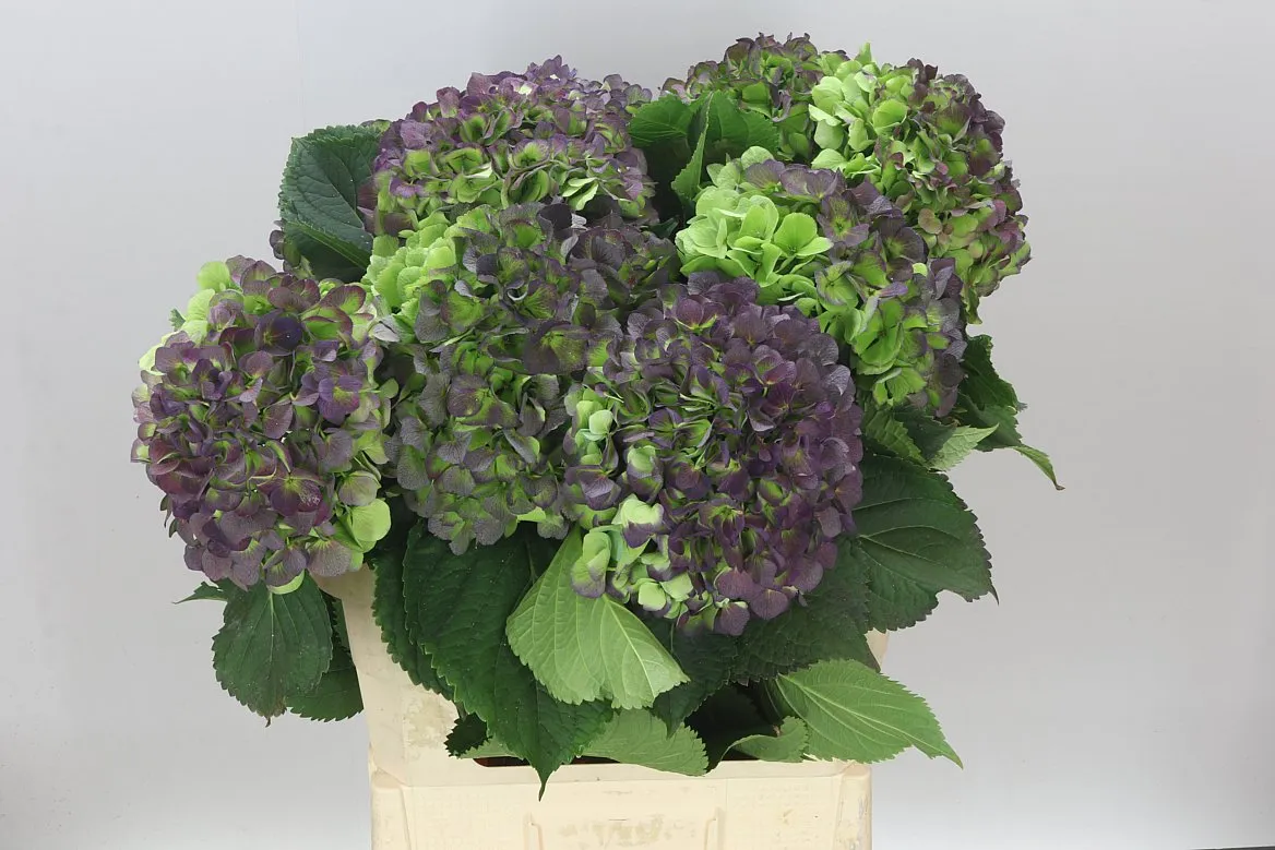 Hortenzia Verena Blue Classic • 80 cm