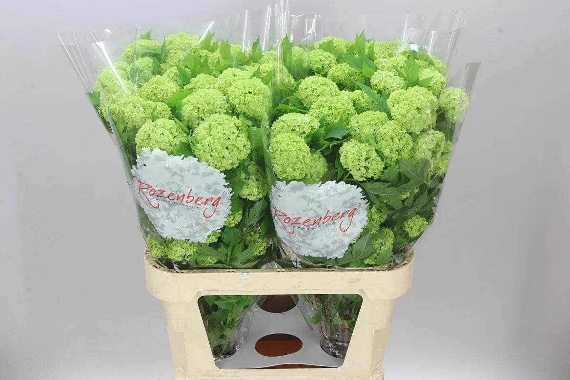 Viburnum Roseum Ex • 80 cm