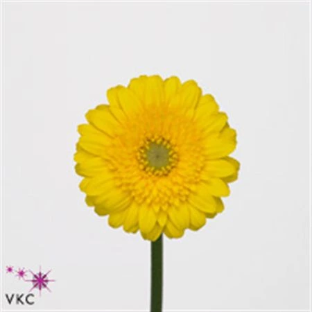 Germini Aqua ostatné Yellow X80 • 50 cm