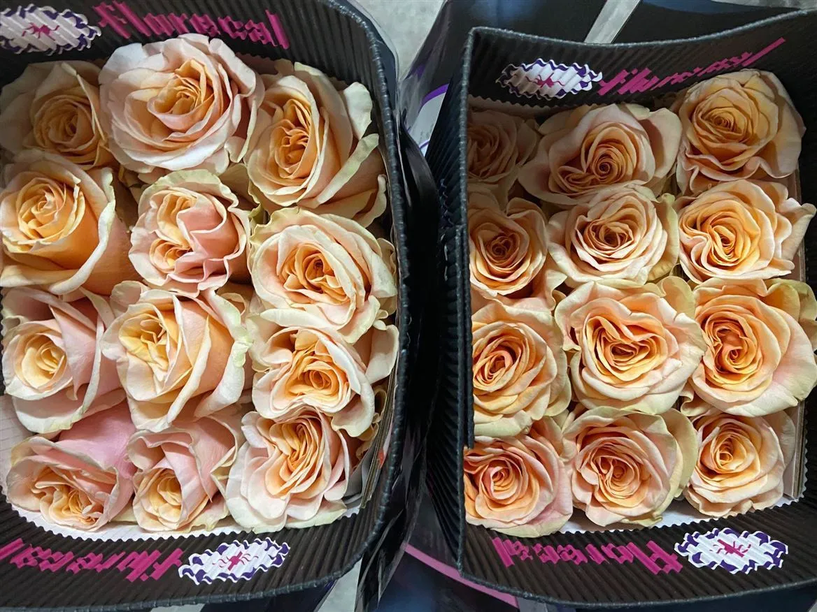 Rosa Gr Ec Phoenix • 50 cm