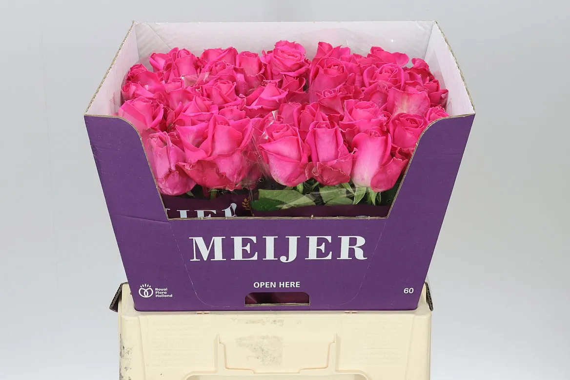Rosa Gr Purple Star • 60 cm