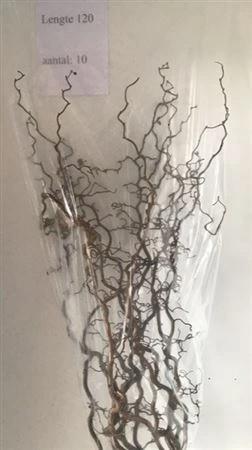 Corylus • 120 cm