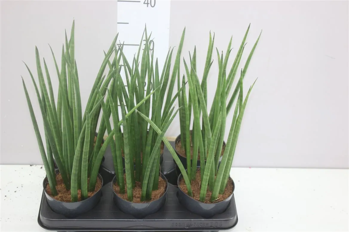 Sansevieria Cylindrica Mikado • črepník 12 cm