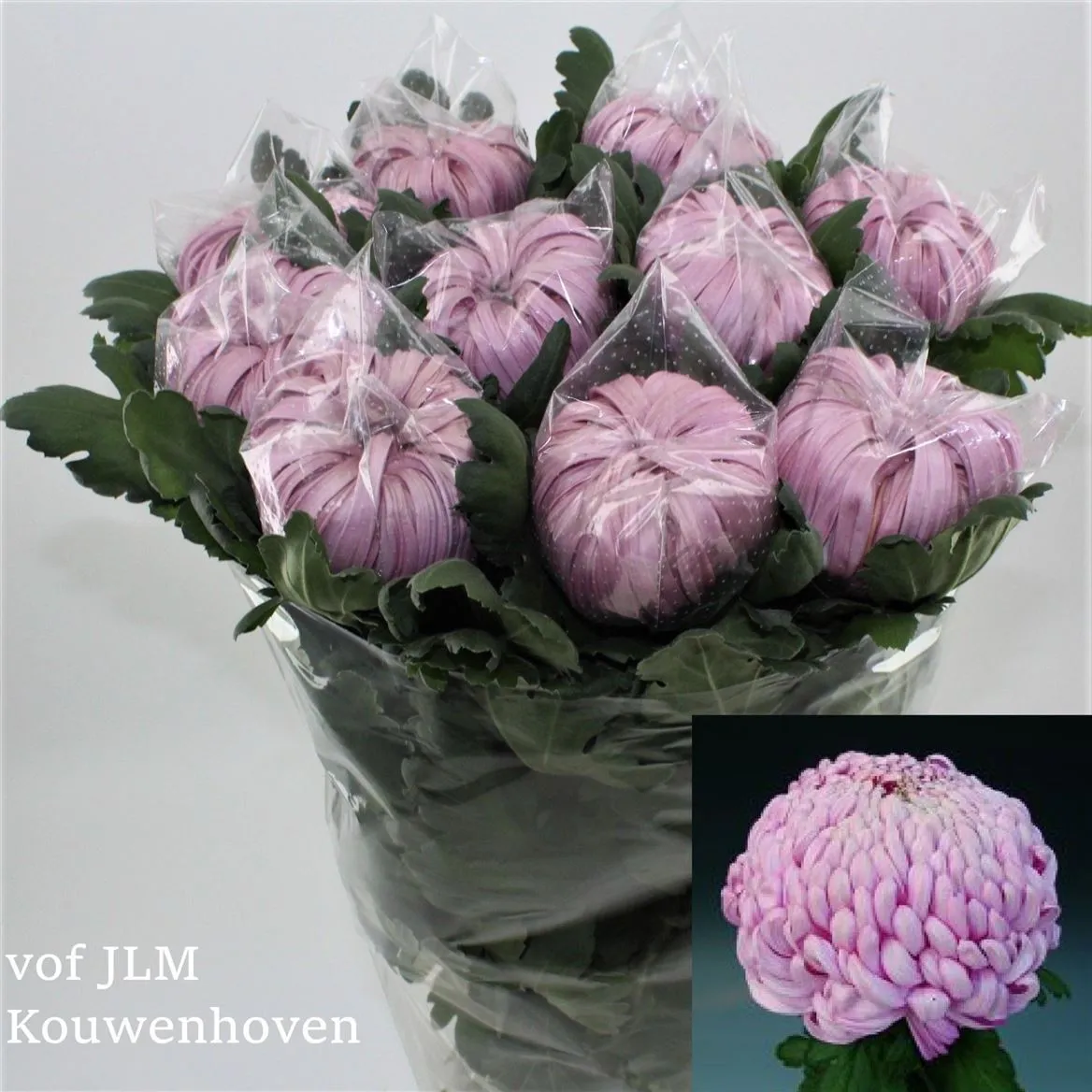 Chr G Vienna Pink Exx • 80 cm