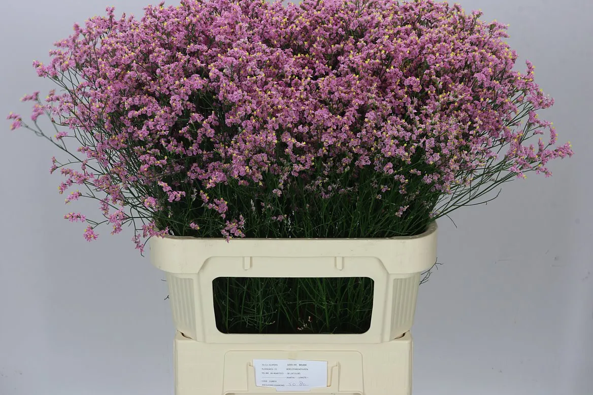 Limónium Sin Pink Anouchka • 70 cm