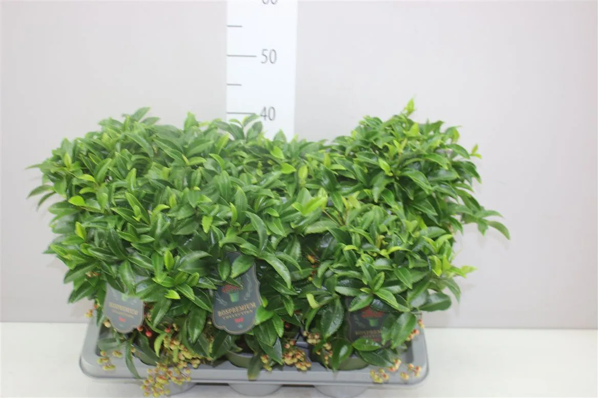 Ardisia Crenata Bos Premium Red • črepník 14 cm