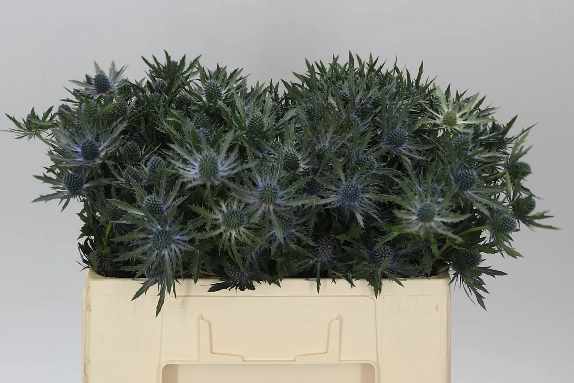 Eryngium Orion • 50 cm