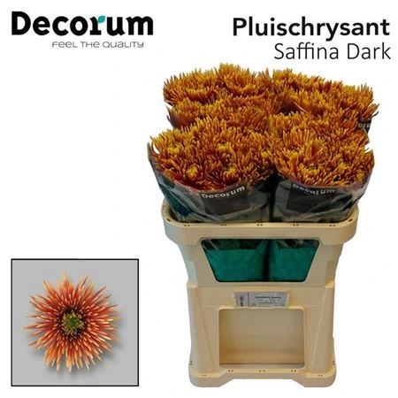 Chryzantéma veľkokvetá Saffina Dark • 70 cm