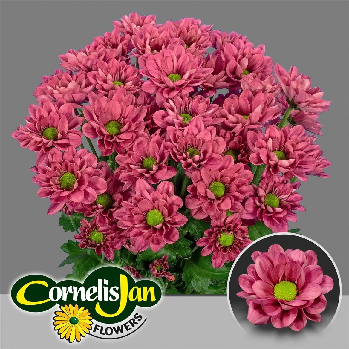 Chr T Resq Cherry • 70 cm