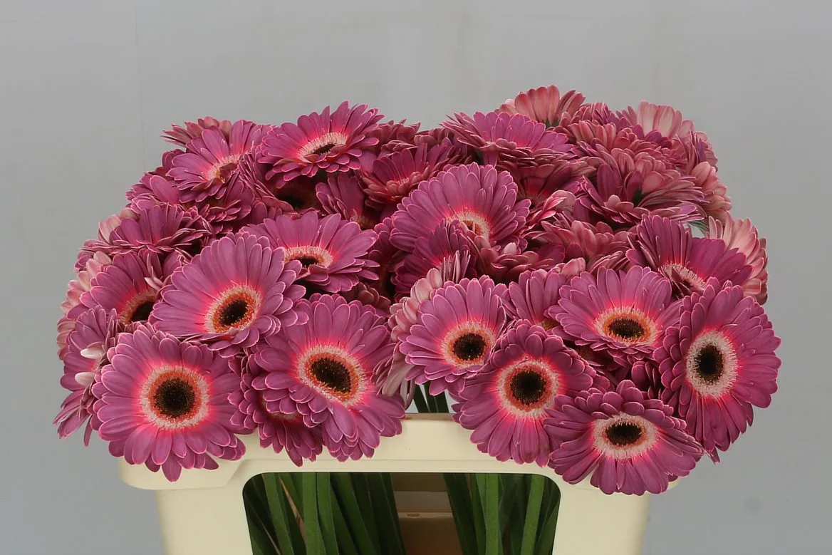 Germini Aqua Purple Wonder • 50 cm