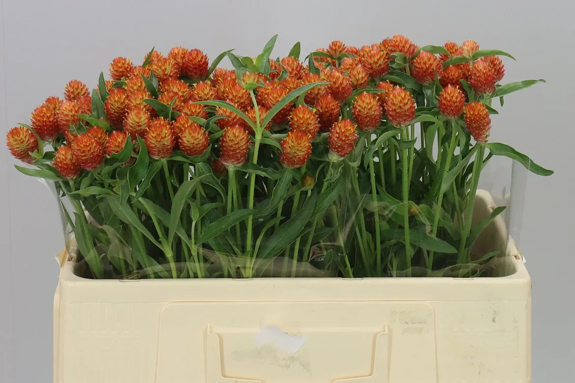 Gomphrena Gl Haageana • 50 cm
