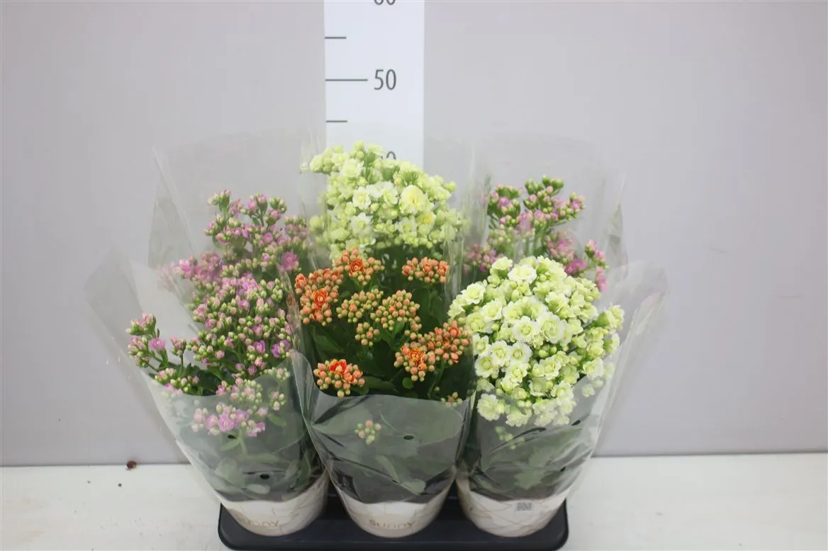 Kalanchoe Sunny mix • črepník 14 cm