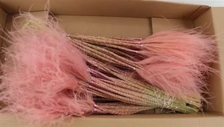 Stypha Pink • 60 cm