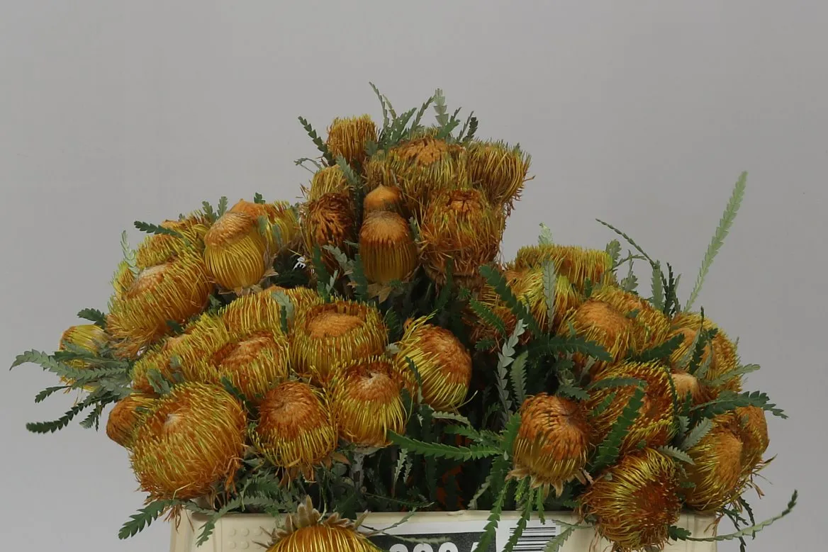 Dryandra Formosa • 35 cm