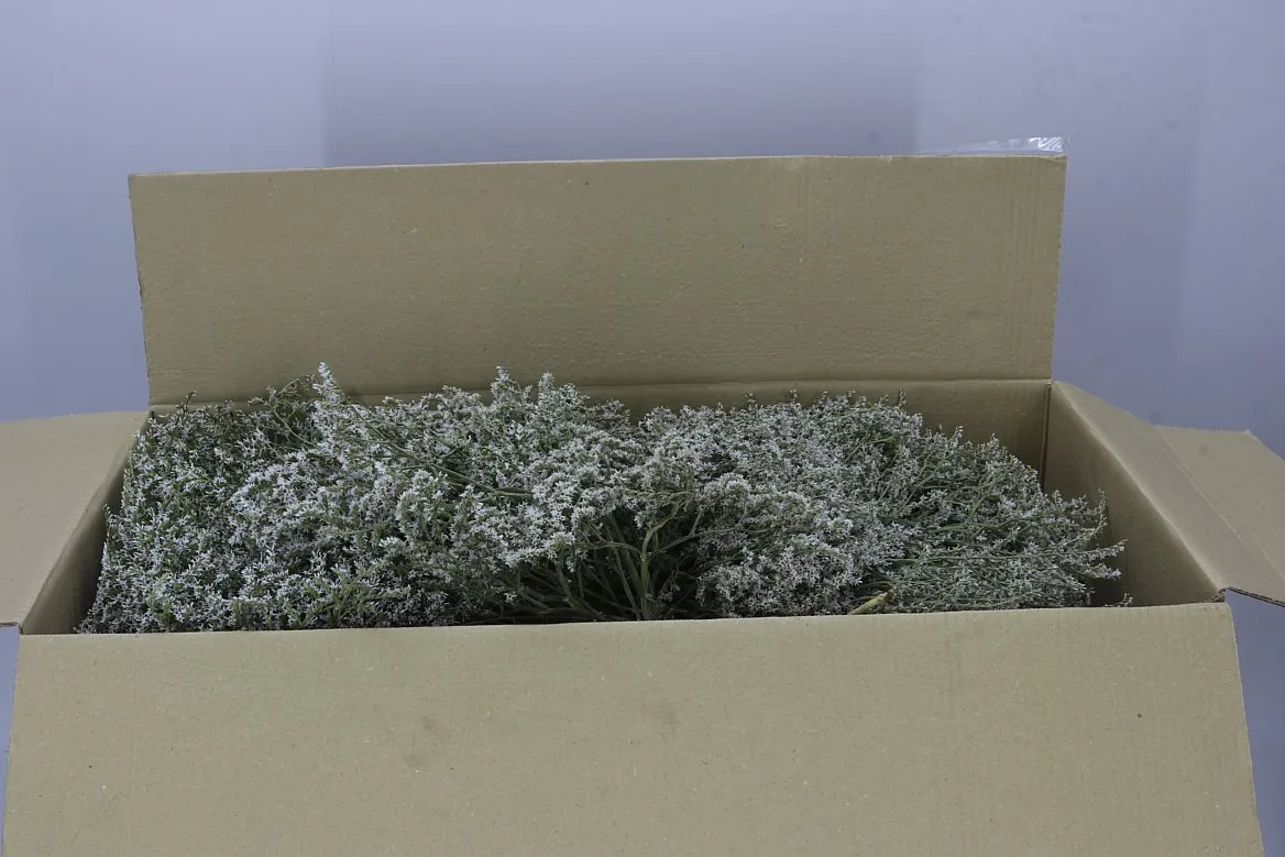Tataricum 1 kg Box • 55 cm