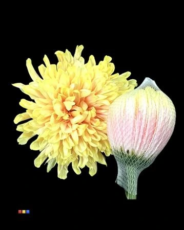 Chryzantéma veľkokvetá Antonov Soft Peach • 70 cm
