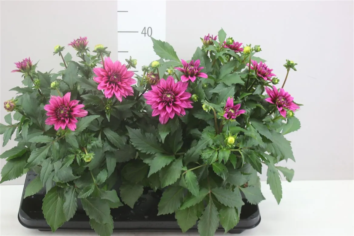 Dahlia L Magic Purple • črepník 23 cm