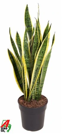 Sansevieria Laurentii P21 • črepník 21 cm