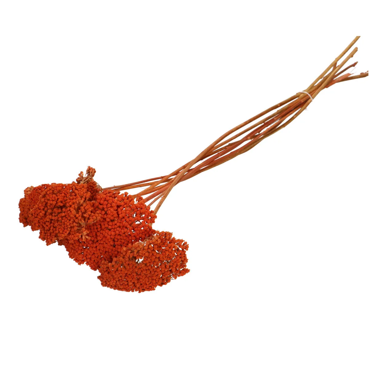 Sušený rebríček oranžový 65 cm