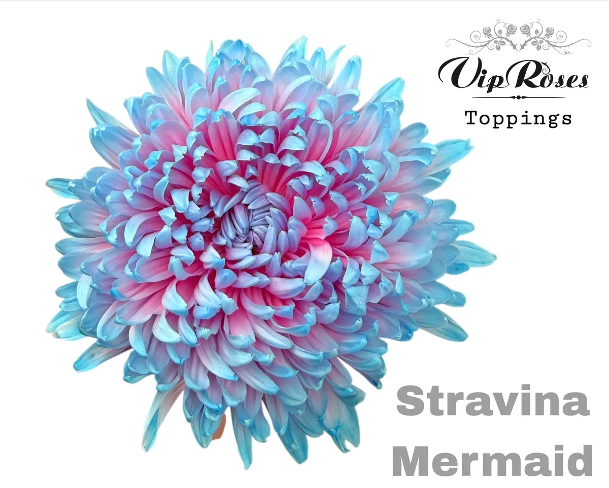 Chryzantéma veľkokvetá Stravina Mermaid • 65 cm