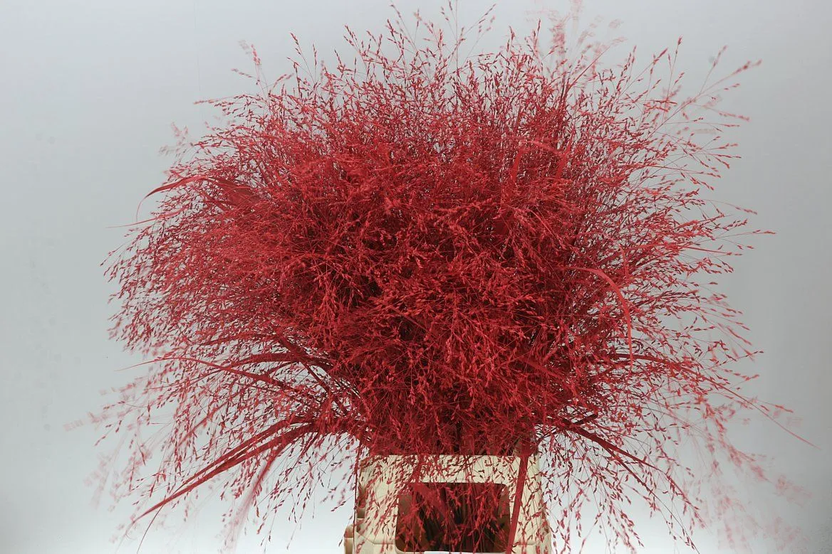 Panicum farbené Red • 90 cm