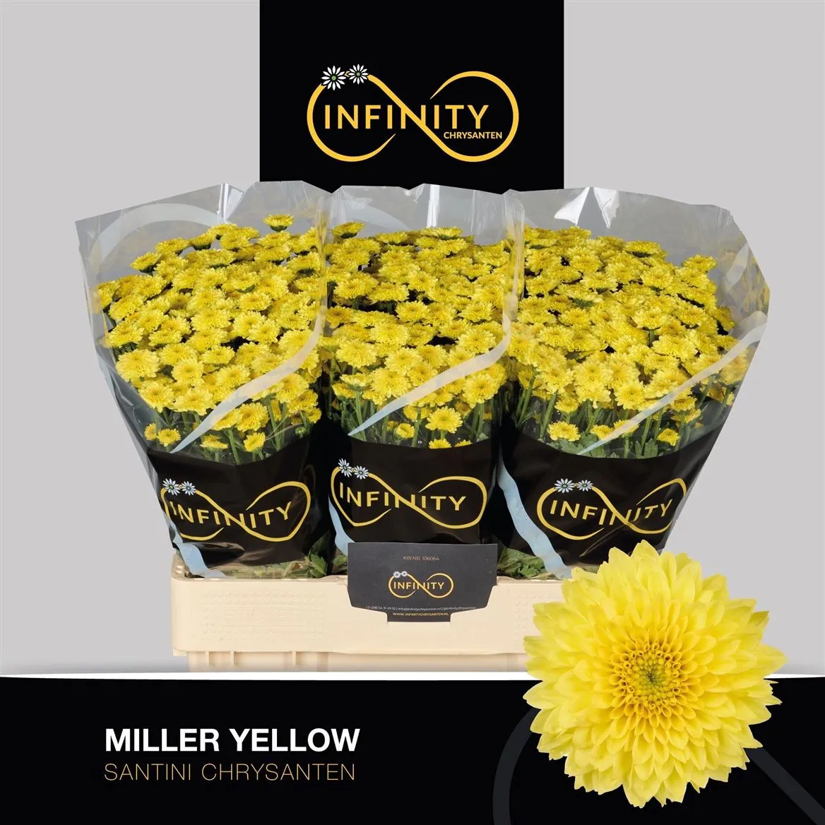 Sant Miller Yellow • 55 cm