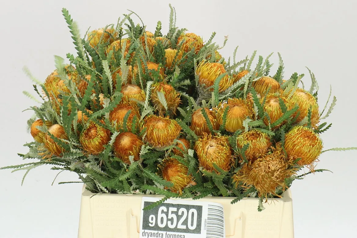 Dryandra Formosa • 40 cm