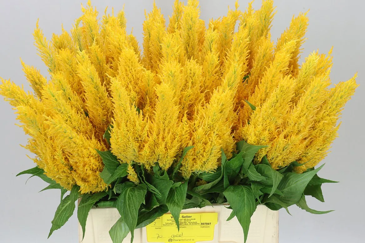 Celosia P Century Yellow • 65 cm