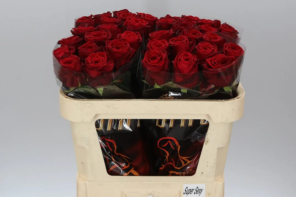 Ruža Red Naomi Drf • 70 cm