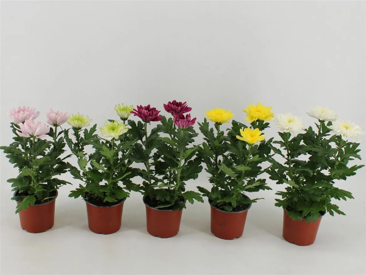 Chrysanth Zembla Gemengd • črepník 12 cm