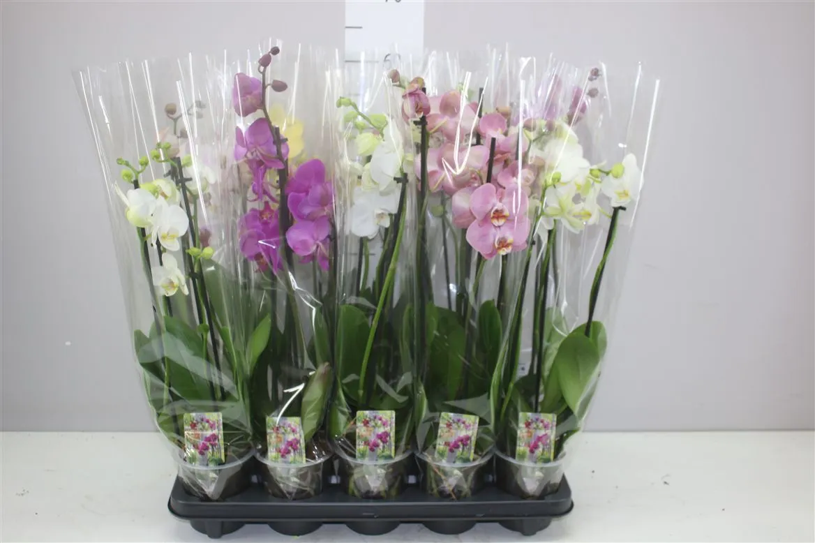 Orchidea Phalaenopsis mix, 4 výhony • črepník 12 cm