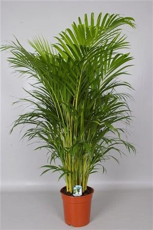Chrysalidocarpus Areca • črepník 21 cm