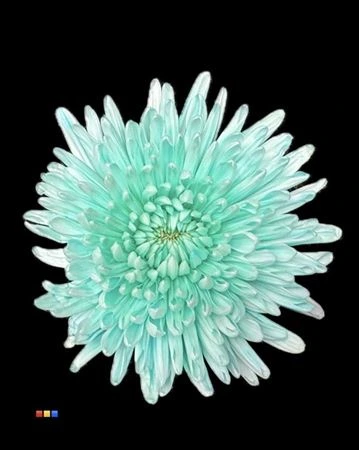 Chryzantéma veľkokvetá Topspin Pastel Mint • 70 cm